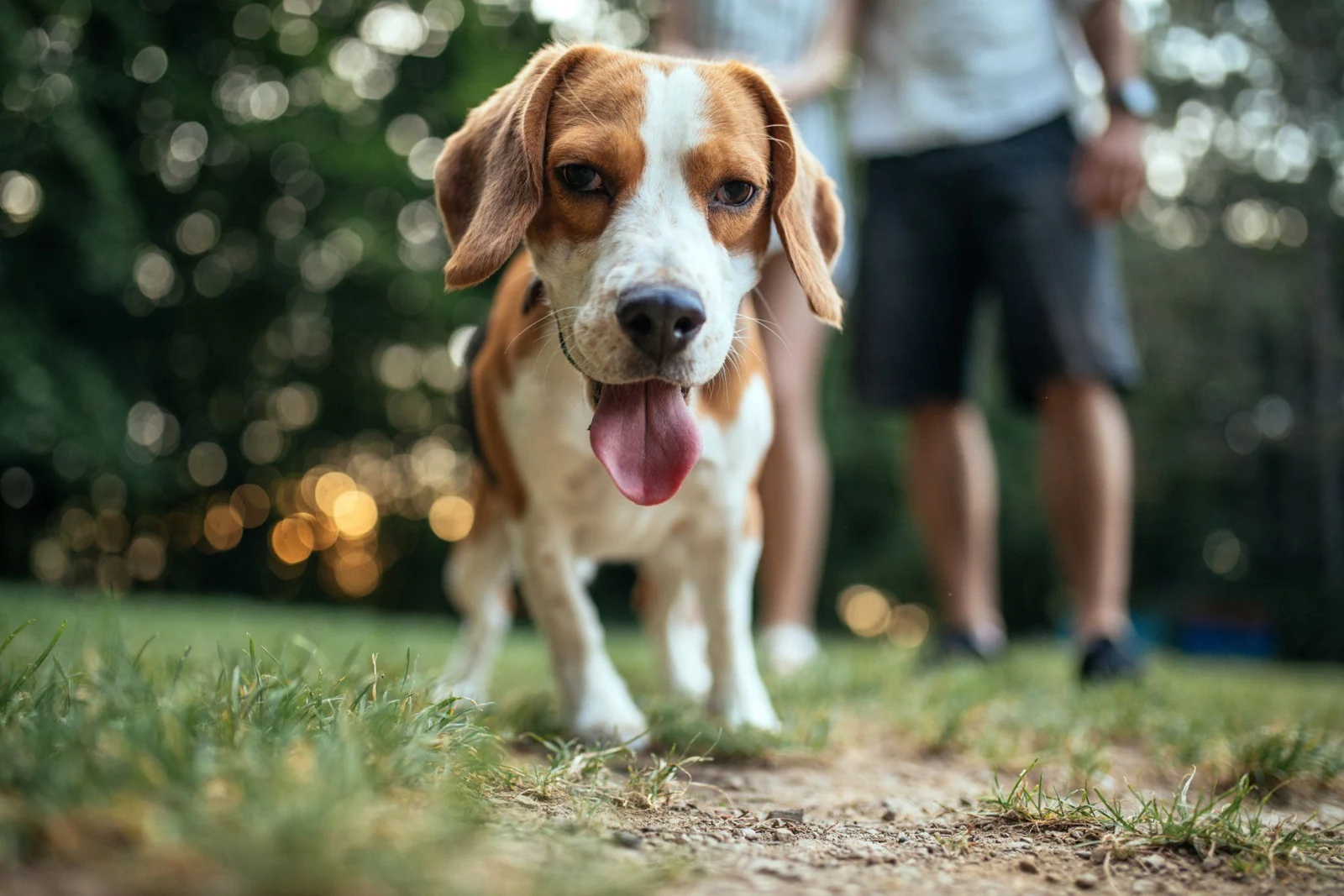 Un cane durante una passeggiata nel verde